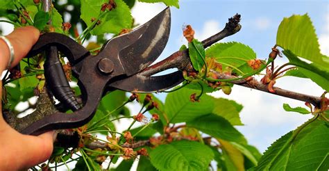 Kirschbaum Schneiden Im Winter Oder Herbst Zeitpunkt