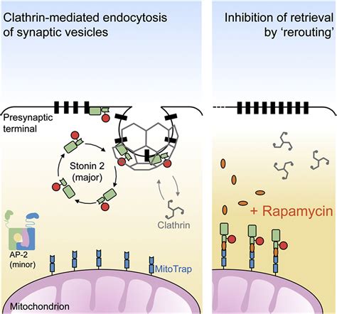 Stonin 2 Is A Major Adaptor Protein For Clathrin Mediated Synaptic