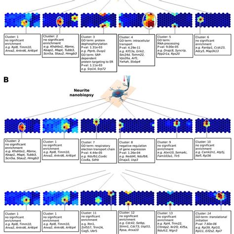 Analysis Of Mrna Compartmentalization Pattern In Neuronal Cells By