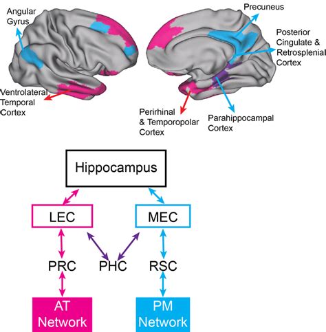 Two Cortico Hippocampal Networks Top Surface Renderings Depict The