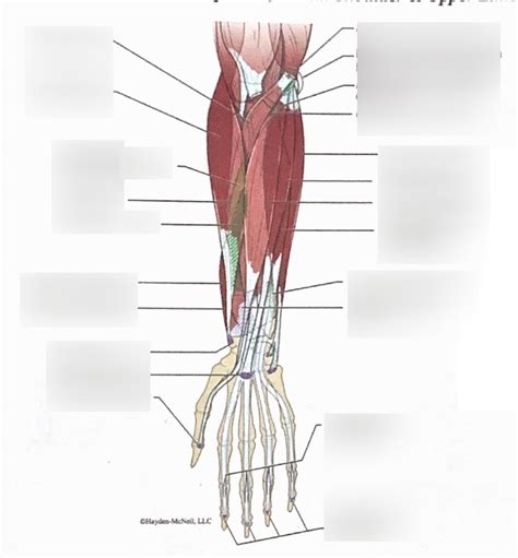 Human Anterior Forearm Superficial Diagram Quizlet