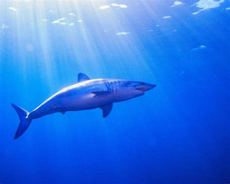 Baby shark | Conservation blog