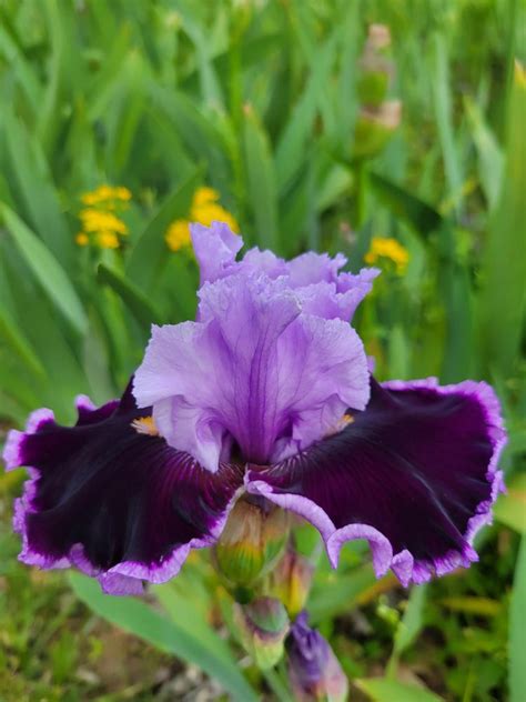 Tall Bearded Iris Iris Headline News In The Irises Database