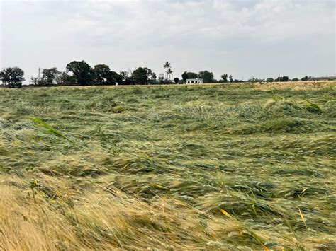 Sudden Rain Hailstorm Damage Crops In Madhya Pradesh Cm Orders Survey