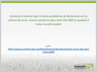 La Bacteriosis En El Arroz PPT