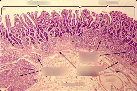 duodenum-pylorus histology Diagram | Quizlet