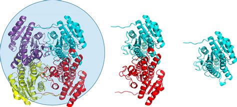 View of the three oligomeric states of the enzyme considered herein... | Download Scientific Diagram