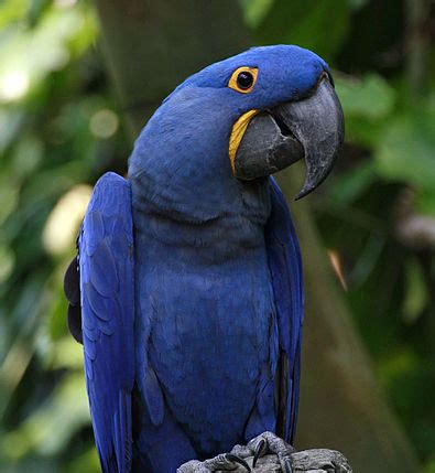 Guacamayo Azul | Wiki Reino Animalia | FANDOM powered by Wikia