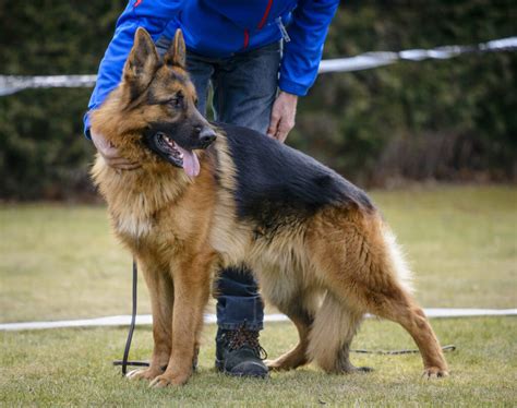 11 Best Police Dog Breeds Known For Their Brave Services 2022