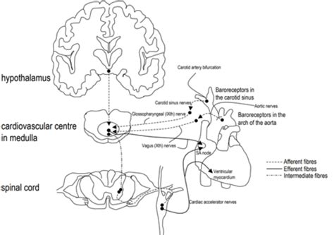L18 Integration Of Reflex Control Flashcards Quizlet