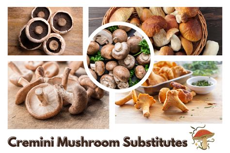 10 Best Cremini Mushrooms Substitutes