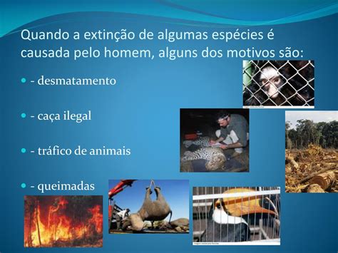 Lista De Animais Ameaçados De Extinção No Brasil Ibama