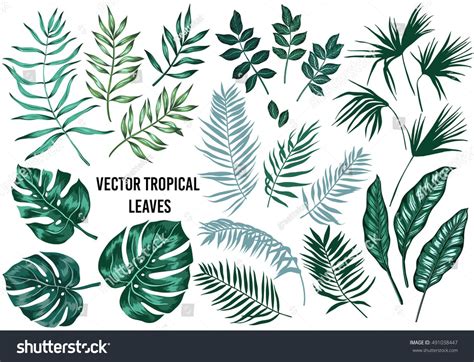 Vector Tropical Palm Leaves Jungle Leaves Split Leaf Philodendron