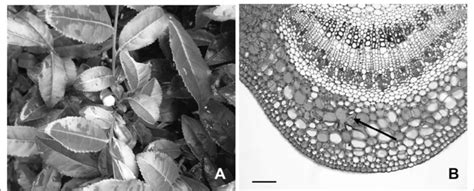 Characters of leaf of Camellia sinensis: (A) fresh tea leaves of the... | Download Scientific ...