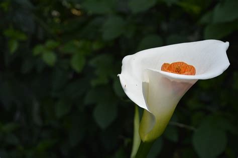 Calla Lily Flower Leaf - Free photo on Pixabay