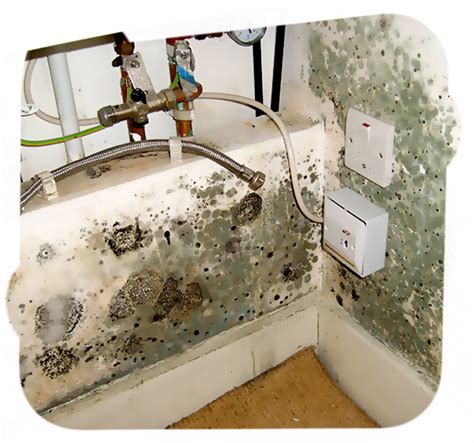 San Diego Mold Removal | Expert Solutions