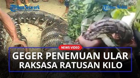 Geger Video Penemuan Ular Piton Raksasa Sepanjang Meter Dengan Bobot