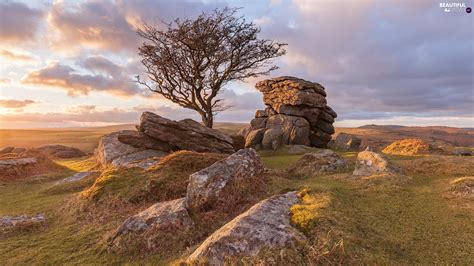 Rocks Trees Devon County Dartmoor National Park England Stones