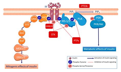 Ijms Free Full Text Role Of Receptor Protein Tyrosine Phosphatases