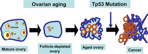 Working Model For Follicle Depletion And Ovarian Aging In Ovarian