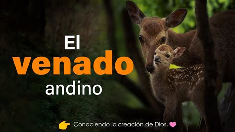 El Venado Andino Youtube