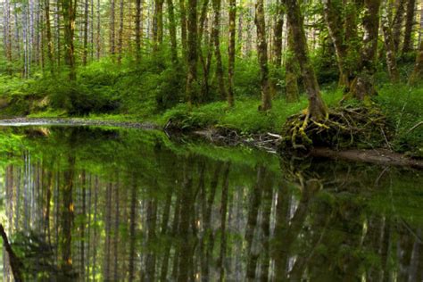 Fotos gratis paisaje árbol agua naturaleza bosque pantano