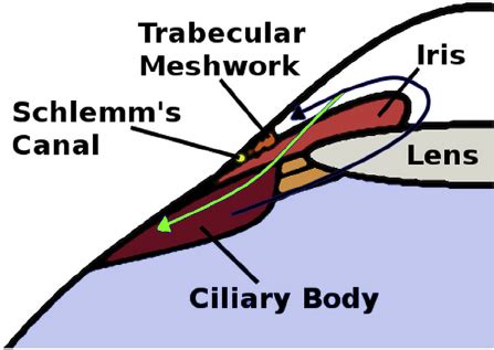 E Diagram Of Conventional Black Arrow And Uveoscleral Green Arrow