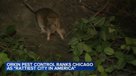 Chicago Ranked Most Rat Infested City 9th Year In A Row Youtube