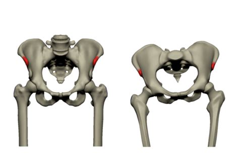 Butt bones and body proportions | Anatomy For Sculptors