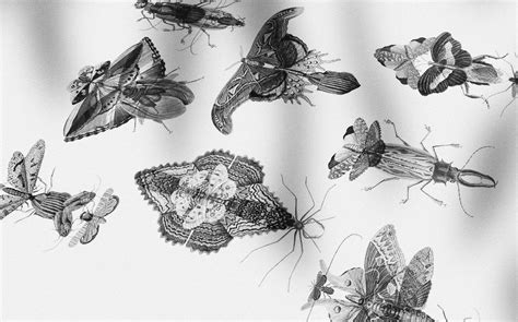 MOTH SHAPES on Behance