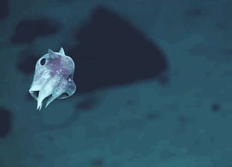 Weird Newly-Discovered Sea Creatures Captured On Camera For The First ...