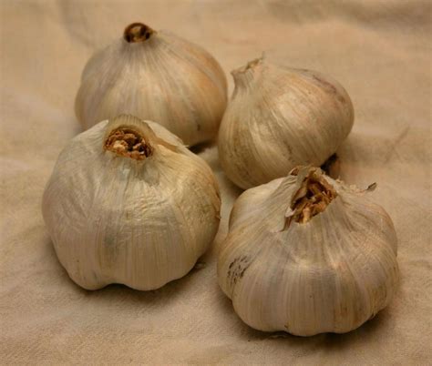 Garlic Allium Sativum Uzbek Turban In The Garlic Database