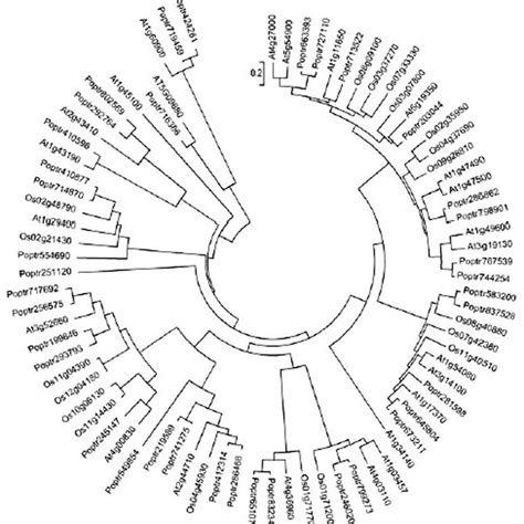 Unrooted Phylogenetic Tree Of 80 Plant Rna Binding Proteins With Triple Download Scientific