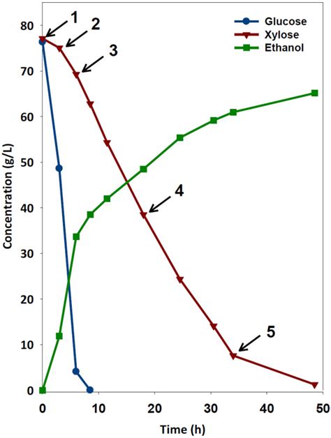 Fermentation Profile Of Control Fermentation With Sampling Points