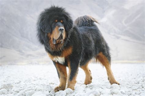 tibetan mastiff  native american indian dog breed comparison