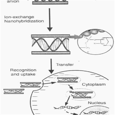 A Schematic Illustration Of LDHs Structure Metal Hydroxides Layer