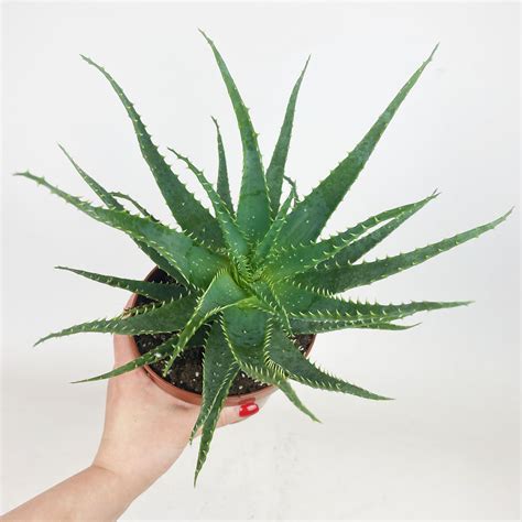 Aloes Drzewiasty Aloe Arborescens 30cm