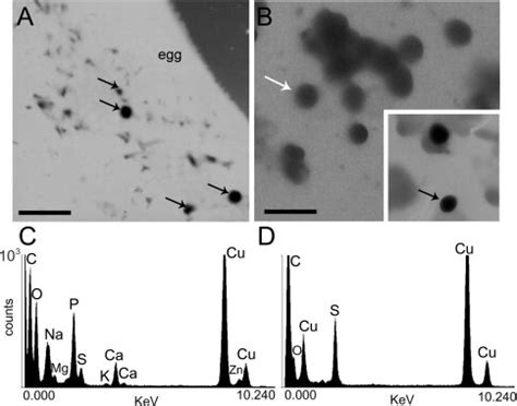 A And B Electron Energy Filtered Transmission Electron Microscopy Of