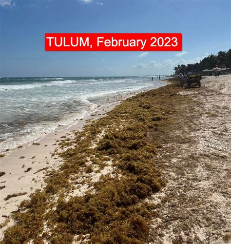 Sargassum Cancun Daily Seaweed Beach Photos Forecast 2024 Slow Travel News