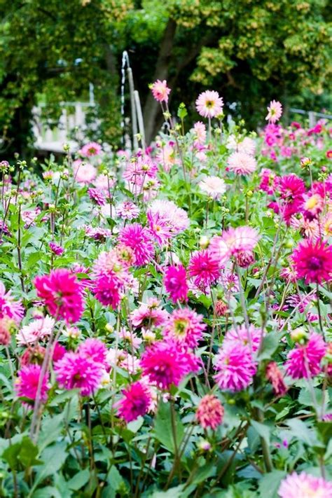 Dahlias in the garden | Stock image | Colourbox