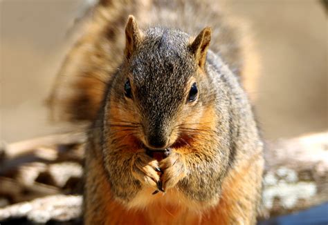 Fox Squirrel Full Frontal Free Stock Photo Public Domain Pictures