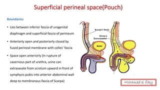 Anatomy Of Perineum Urogenital Triangle Ppt