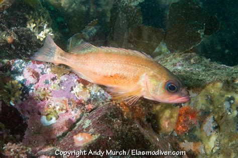 Puget Sound Rockfish Pictures Images Of Sebastes Emphaeus