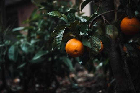 Premium AI Image | Close up orange tree lemon on a tree in a garden ...