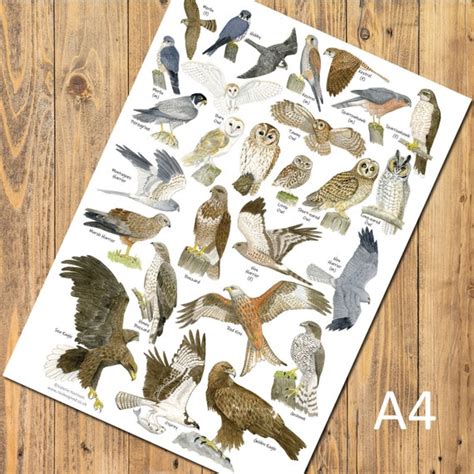 British Birds Of Prey And Owls A4 Identification Chart Wildlife Etsy