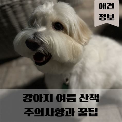 강아지 여름 산책 주의사항과 강아지 여름 산책하기 좋은 시간 네이버 블로그