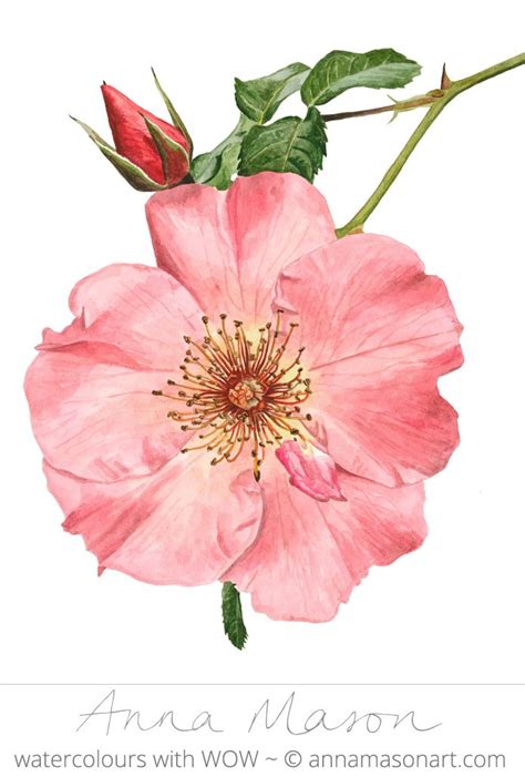 A Watercolor Painting Of A Pink Flower With Green Leaves On It S Stem