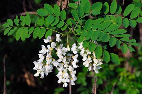 Robinia Pseudoacacia Nutrawiki