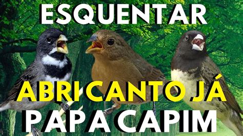 ABRI CANTO PAPA CAPIM CANTANDO TUI TUI PIADO DE FÊMEA DE PAPA CAPIM