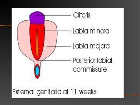 Normal And Abnormal Genital Tract